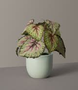 The Sill Faux Rex Begonia in Small Grant Planter