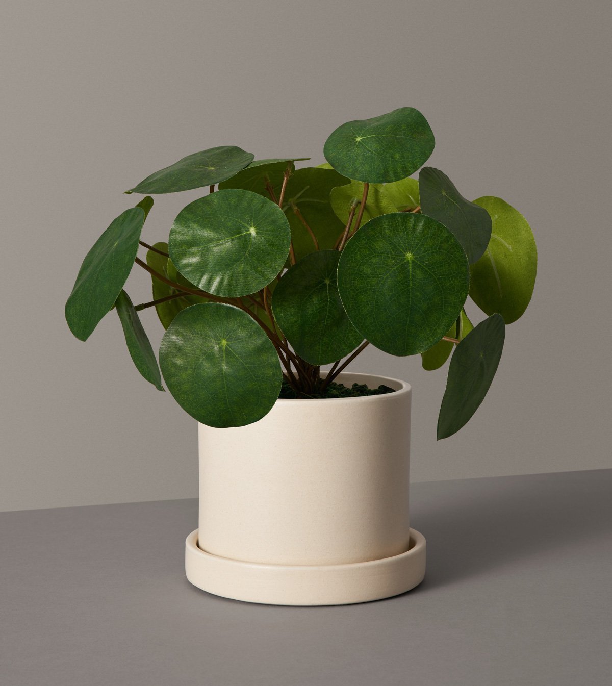 The Sill Pilea Peperomioides