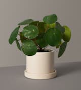 The Sill Faux Pilea Peperomioides