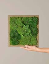 The Sill Preserved Mini Living Wall, 12" x 12"