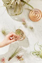 Small Live Assorted Air Plant - Set of 12