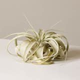The Sill Xerographica Air Plant