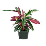 Stromanthe Triostar Plant
