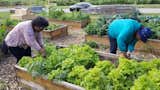 The farms at Perry Ave Commons provide a bounty of healthy produce for people in Chicago’s South Side neighborhoods. The surrounding area is otherwise devoid of real food options for the community.&nbsp;&nbsp;
