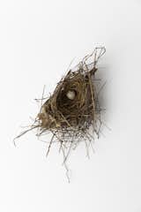 Jeanne Gang Shares Why She Keeps More Than 20 Bird’s Nests in Her Office