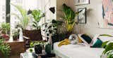 Now You Can Order Healthy Houseplants Through West Elm