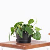 Bloomscape Potted Philodendron Heartleaf Plant - Small