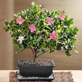 Azalea Bonsai