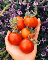 Large varieties of tomatoes have a lengthy time to mature. Start seeds early for vegetables with longer maturity times or opt for nursery starts if you've missed the window.