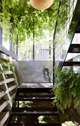 A Crumbling Cottage Gives Way to a Brisbane Home Brimming With Greenery - Photo 6 of 22 - 