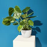 Most people overlook the benefits of greenery in a utility space, but we highly recommend plant companions in your laundry room. The Monstera deliciosa here sits proudly in a pot from floral and plant designer Sprout Home.&nbsp;