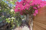 Bougainvillea and plumeria trees overlap to create a natural archway over the side walkway.