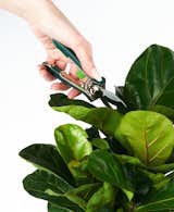 It’s Time to Prune Your Houseplants: Here’s How the Experts Do It - Photo 1 of 5 - 