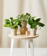 Bloomscape Pothos Collection