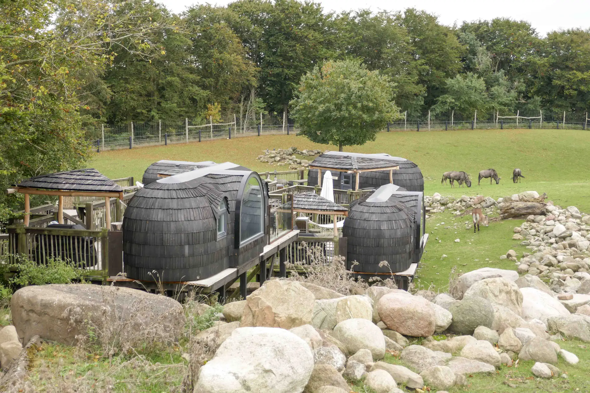Completed in March, these handcrafted Igluhuts provide overnight accommodation for guests of Ree Park Safari in Ebeltoft, Denmark, about 150 miles northwest of Copenhagen. The park rehabilitates a range of endangered species before returning them to natural environments.