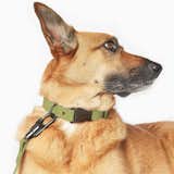 Fable Pets Signature Collar
