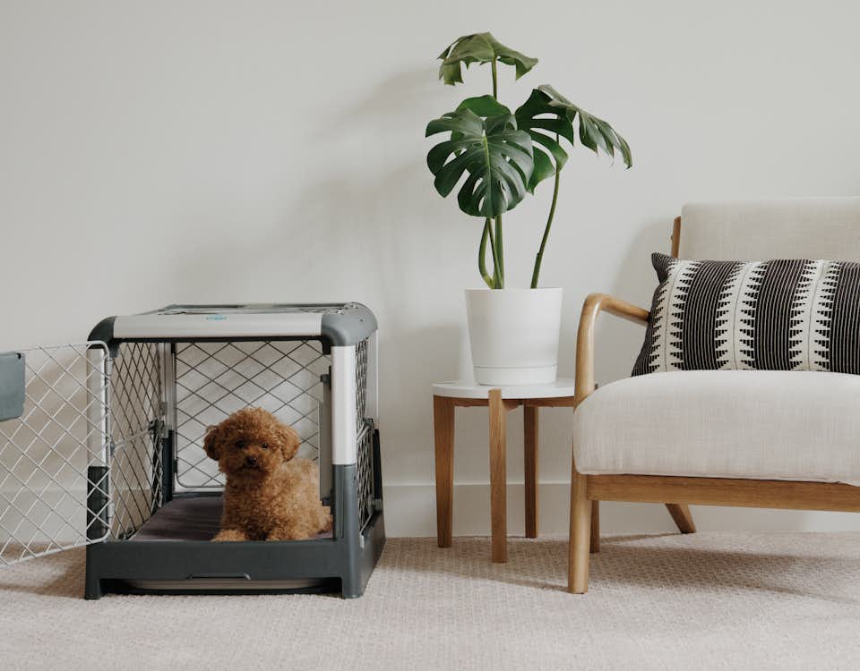 Diggs' Dog Crate Gives Your Furry Friend a Home as Well Designed as
