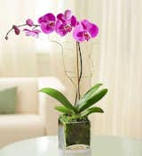 1800Flowers Elegant Orchid