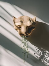 Stylist Hilton Carter turned a wooden tiger head into a vessel for an air plant. Without knowing anything about the item’s origins, he thought it was fate when years later he stumbled upon similar objects while in Mexico for his wedding.  Photo 2 of 2 in Plant Stylist Hilton Carter’s Serendipitous Flea Market Find