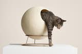 Here Are Some Modern Cat Beds That Won’t Clash With Your Decor