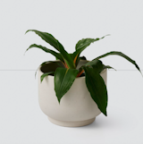 The Citizenry Paseo Tabletop Planter