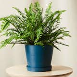 Bloomscape Kimberly Queen Fern