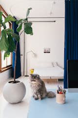 The couple’s cat, Pinot, keeps watch on Craig’s desk, which faces the sleeping alcove. A heavy custom curtain from Rose Brand curves around the bed to give sleepers more quiet and privacy.