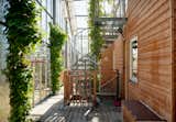Grapevines grow over the spiral staircase that leads to the roof terrace.