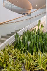 A planted area at the base of the swooping staircase further incorporates the surrounding nature into the home.