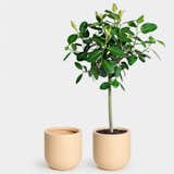 Greenery Unlimited Wythe 40 Large Planter