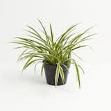 Lively Root Spider Plant