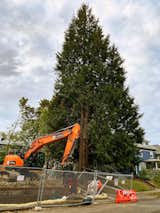 The developer of a 61-unit apartment building in southeast Portland, Oregon, cleared 17 trees on the existing lot and trimmed a number of limbs from a 77-foot western redcedar.