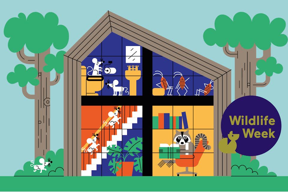 A Comprehensive Guide on How to Handle the Pesky Vermin Invading Your