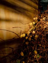 Detail of plant stems, branches, and yellow leaves against house wall at dusk.