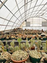 At the foothills of the Davis Mountains, the Chihuahuan Desert Research Institute features a native plant garden, a cactus museum, and bird-watching areas.&nbsp;