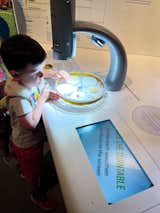Four-year-old Douglas interacts with a display in the museum’s insectarium.