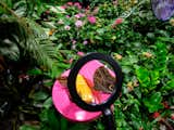 In the 2,500-square-foot Davis Family Butterfly Vivarium, visitors can walk among some 80 species of free-flying butterflies.