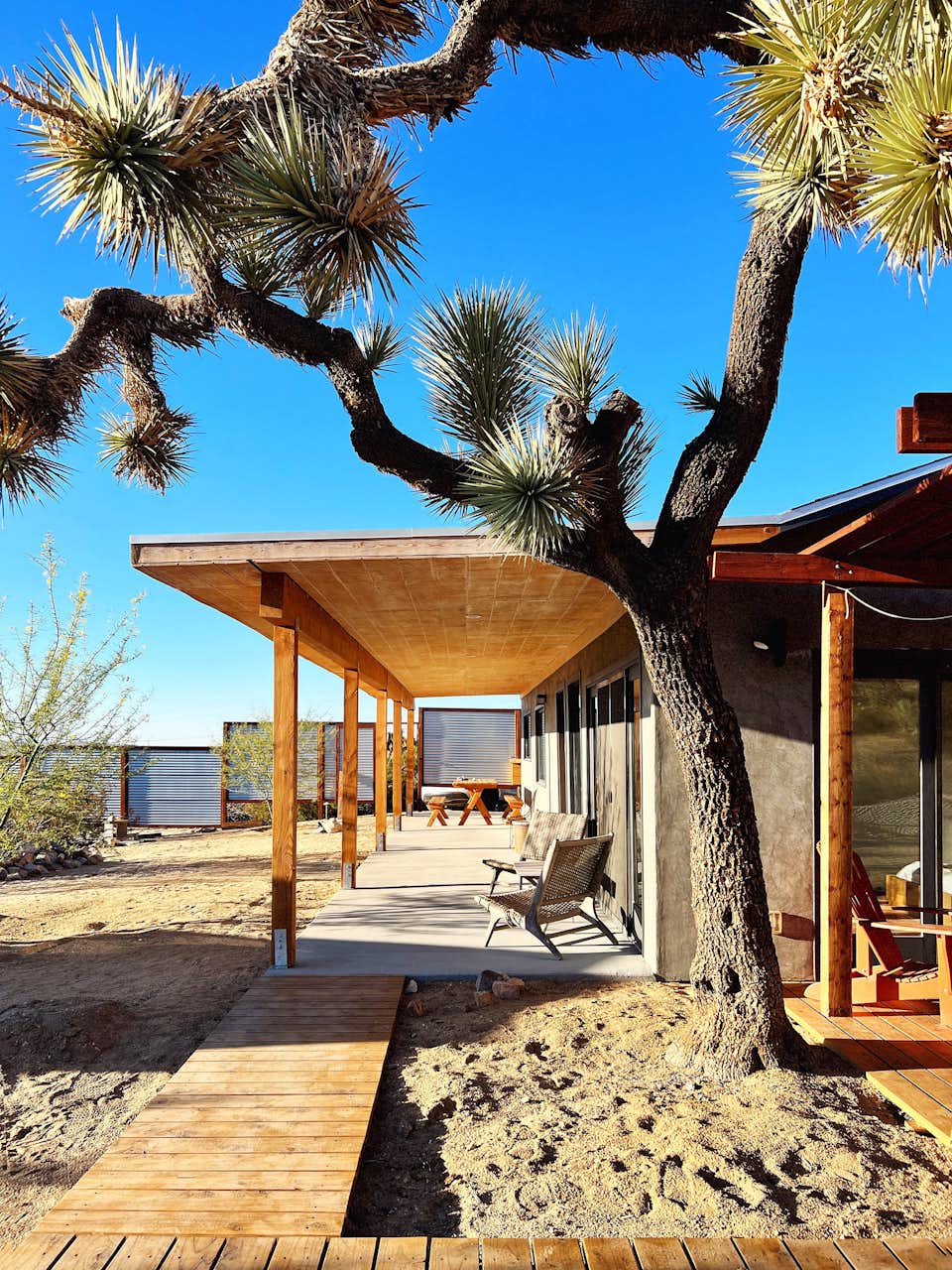 Photo 3 of 10 in They Run Hedley & Naturally, Their Yucca