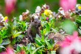 What to Do About the Critters Wreaking Havoc in Your Yard