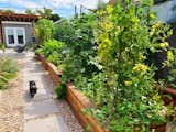 How One TV Writer Made Her Own Thriving Garden Oasis