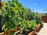 How One TV Writer Made Her Own Thriving Garden Oasis - Photo 1 of 4 - 