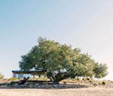 Large tree stands outside Connect Homes prefab prefabricated Designer Series home house in Santa Rosa, California.