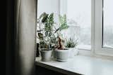 Give Your Indoor Plants the Gift of a Good and Productive Winter