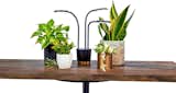 AeroGarden Trio Grow Light for Indoor Plants