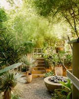 Backyard of the Hailey House by Richard Neutra designed by Studio John Sharp with wood-framed stairs filled with gravel rock treads and white metal railing , trees, tall overgrowing bamboo, and potted plants.