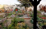 Kuan Wong, (center) joins several other gardeners as they work at the Brooks Park Community Garden on Tuesday Dec. 17, 2013, in San Francisco, Ca. In the quiet Oceanside neighborhood, on the western side of San Francisco, are two acres of open land on Brotherhood Way. Peter Vaernet has a mission: to turn the plot into the city's next thriving urban farm. Back in the 1980s, Vaernet and his neighbors led the revitalization of nearby Brooks Park and installed a small community garden there. It's so successful that Vaernet doesn't see why a bigger one on Brotherhood Way wouldn't take off, too. The need for fresh, organic fruits and vegetables is great, he says, since the area lacks major grocery stores and the elderly immigrants who reside there have a hard time driving to the closest ones.