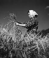Japanese woman harvests stalks of rice in field near Kyoto.