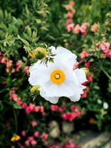 Native to California, the showy Matilija poppy can grow up to seven inches across.