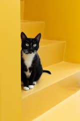 Shuri, one of the couple’s two cats, sits on the stairs leading to the third floor