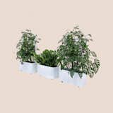 Mainland Planter by Tuuci